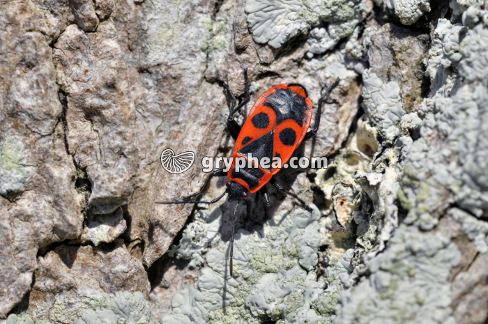 Pyrrhocore - gryphea.com